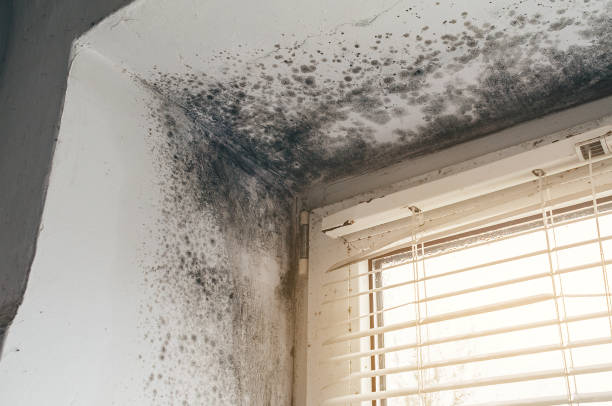 Affordable Mold Cleanup solutions in Lewistown, IL
